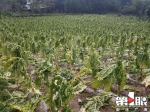 奉节遭遇强降雨“豆大”冰雹从天降！部分农田被瞬间淹没 - 重庆晨网