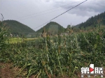 奉节遭遇强降雨“豆大”冰雹从天降！部分农田被瞬间淹没 - 重庆晨网