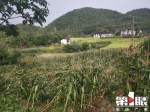 奉节遭遇强降雨“豆大”冰雹从天降！部分农田被瞬间淹没 - 重庆晨网