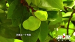 南川木波罗，原来你是这样的“热带”植物 - 重庆晨网