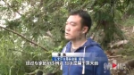 住手！嘉陵江两只黑天鹅“到访”，有渔船试图捕捉还有人投石惊吓 - 重庆晨网