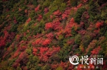 巫山红叶红得早 水陆并进游三峡 - 重庆晨网