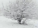 彩林与白雪共存， 绚烂秋景秒变冰雪童话世界 - 重庆晨网