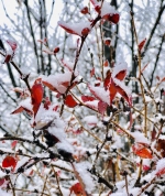 彩林与白雪共存， 绚烂秋景秒变冰雪童话世界 - 重庆晨网