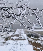 彩林与白雪共存， 绚烂秋景秒变冰雪童话世界 - 重庆晨网