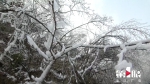 就问你美不美！奉节高山地区雪景怡人 - 重庆晨网