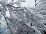 山盖“棉被” 綦江花坝现雾凇景观 - 重庆晨网