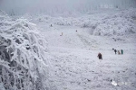 武隆仙女山被大雪覆盖，这才是冬季的正确打开方式！ - 重庆晨网