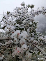 武隆仙女山被大雪覆盖，这才是冬季的正确打开方式！ - 重庆晨网