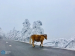 本周六仙女山滑雪场开放，景区路况好到不用绑防滑链 - 重庆晨网