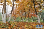 大学城层林尽染 冬日山城赏“秋景” - 重庆晨网