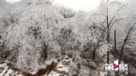 美不胜收！奉节高海拔地区喜提“高清”雪景 - 重庆晨网