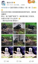 萌到犯规！重大虎溪校区黑天鹅宝宝刷屏，学生：黑二代后继有人 - 重庆晨网