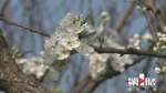 又是一年赏花季 重庆各高校“不设防” - 重庆晨网