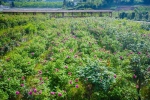 重庆这7大玫瑰花海5月开满怀，看完感觉满满的少女心都被点燃 - 重庆晨网