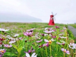 巴南这里的格桑花已铺满江岸，还有大片延绵的草海等你来 - 重庆晨网