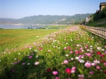 巴南这里的格桑花已铺满江岸，还有大片延绵的草海等你来 - 重庆晨网