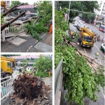 一夜连发50多条天气预警 重庆这场风雨的威力究竟有多大？ - 重庆晨网