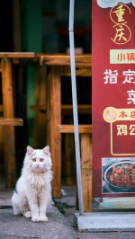 火锅店旁、泡菜坛前、山上山下，安逸的重庆喵星人 - 重庆晨网