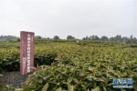 涪陵区大顺乡天宝寺村中药材良种繁育基地(5月30日摄)。 新华社记者 刘潺 摄 - 重庆新闻网