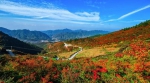 重庆这个不知名的高山湿地，一簇簇热烈的红燃遍了山野 - 重庆晨网