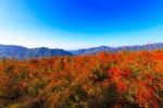 重庆这个不知名的高山湿地，一簇簇热烈的红燃遍了山野 - 重庆晨网