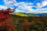 重庆这个不知名的高山湿地，一簇簇热烈的红燃遍了山野 - 重庆晨网