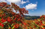 重庆这个不知名的高山湿地，一簇簇热烈的红燃遍了山野 - 重庆晨网