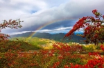 重庆这个不知名的高山湿地，一簇簇热烈的红燃遍了山野 - 重庆晨网