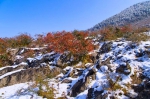 重庆这个不知名的高山湿地，一簇簇热烈的红燃遍了山野 - 重庆晨网