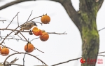 重庆南川：鸟雀冬日“闹柿” - 重庆晨网