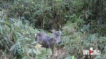 21种珍稀野生动物“现身”重庆一无人区  狍子属首次记录 - 重庆晨网