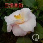 川山茶有香味了！南山植物园茶花新品种获世(3829683)-20191211104606.jpg - 重庆晨网