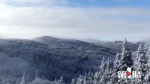 腊梅VS冬雪，重庆冬日两大美景怎么选？ - 重庆晨网