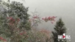 强降温来袭 重庆这里也下雪了 - 重庆晨网