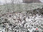 气温骤降 奉节高海拔地区迎来新年首场降雪 - 重庆晨网