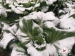 气温骤降 奉节高海拔地区迎来新年首场降雪 - 重庆晨网