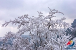 防控疫情坚守在家？@所有人 快来“云赏雪”！ - 重庆晨网