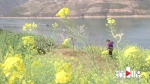 春染巫峡口 花洒两江岸 - 重庆晨网