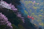 春暖花开 杜鹃恣意生长 想和你去山上吹吹风 - 重庆晨网