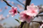 烟花三月，桃花依旧笑春风！ - 重庆晨网