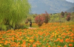 春暖花开 阳光明媚 踏青赏景 无需远行 - 重庆晨网