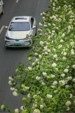 不看这些“街花”，怎知春色如许！ - 重庆晨网