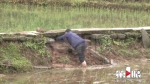 排洪沟遭人为堵塞 巴南突降大雨冲毁百亩稻田 - 重庆晨网