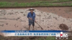 排洪沟遭人为堵塞 巴南突降大雨冲毁百亩稻田 - 重庆晨网