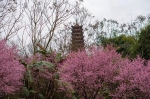 打卡重庆十座山头，每座都有不同风景 - 重庆晨网