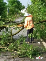 昨夜今晨狂风暴雨突袭 渝北多地行道树倒伏 - 重庆晨网