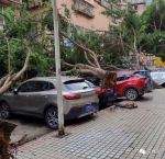 多图！昨晚云阳狂风骤雨！大树压坏多辆车，现场一片狼藉…… - 重庆晨网