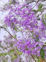 这里的蓝花楹最近开了 太美！ - 重庆晨网