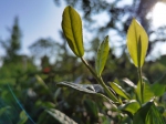 藏在巴南深山的云上茶山，被称为重庆版的斯里兰卡 - 重庆晨网